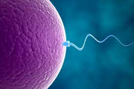 foto de um espermatozoide adentrando um ovulo